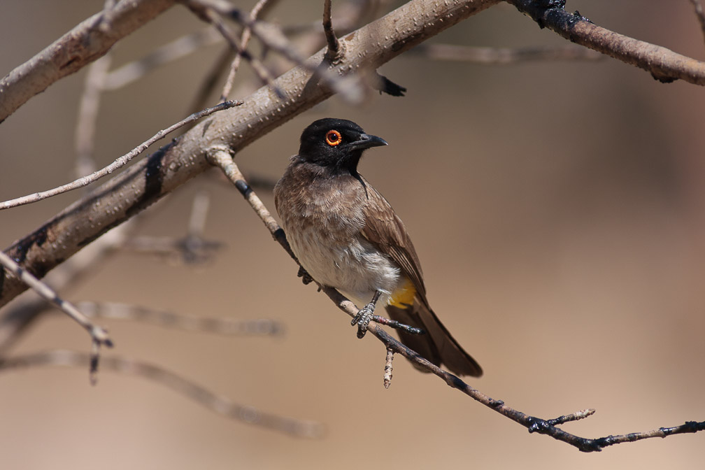 pycnonotus-nigricans-namibia-2.jpg