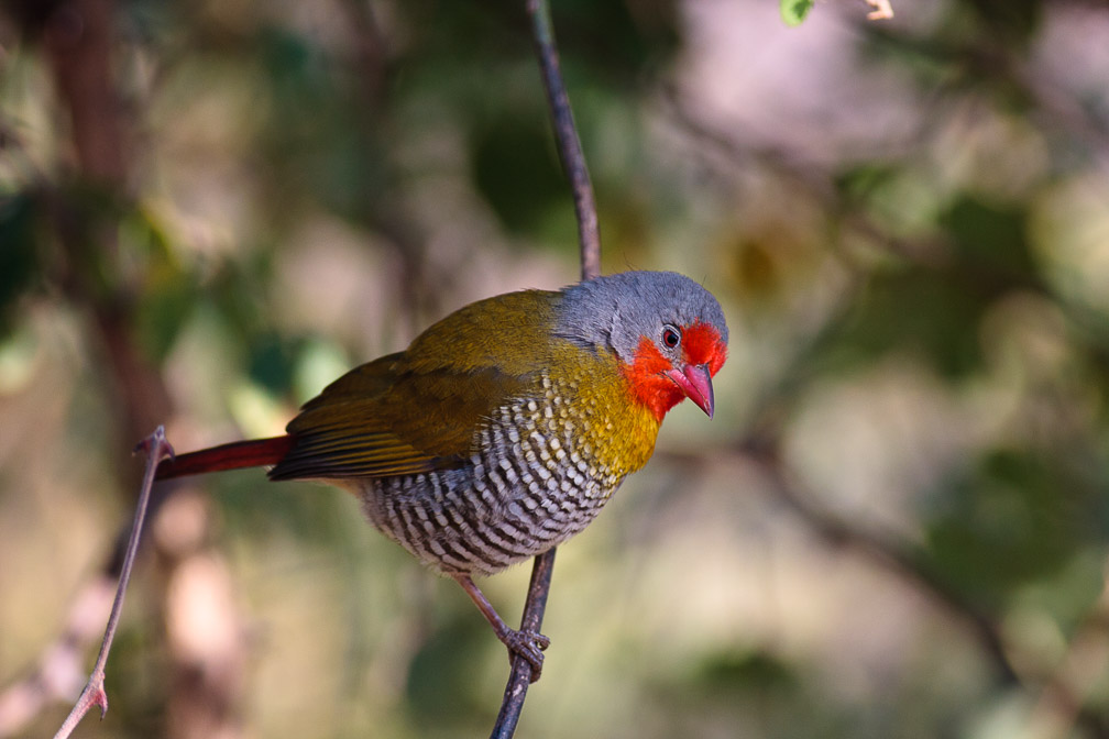 pytilia-melba-namibia.jpg