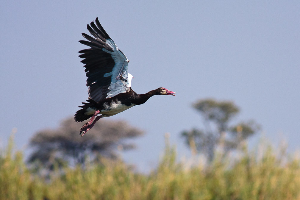 plectropterus-gambensis-namibia.jpg