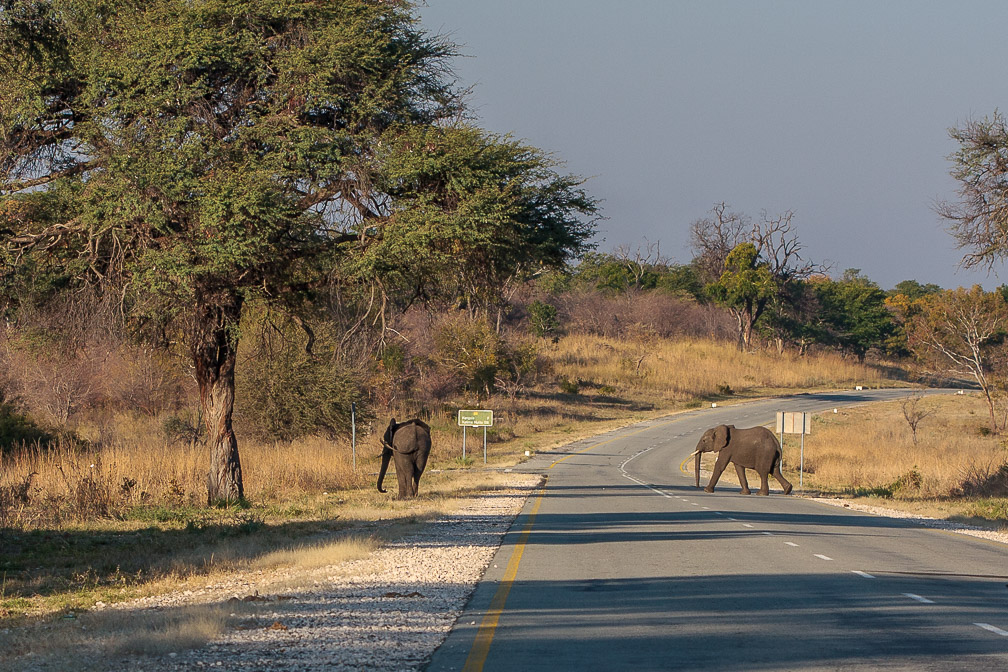 loxodonta-africana-namibia-11.jpg