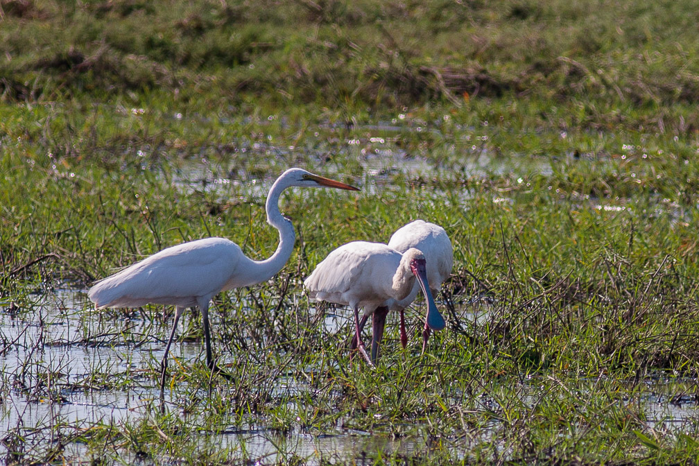 egretta-alba-botswana.jpg