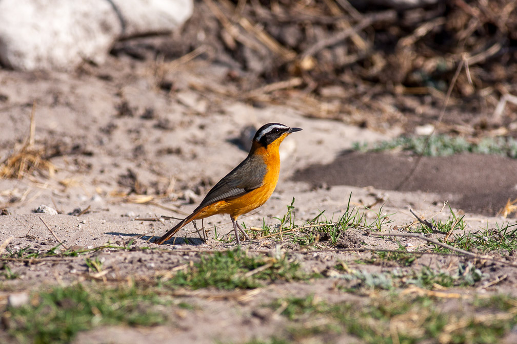 cossypha-heuglini-botswana.jpg