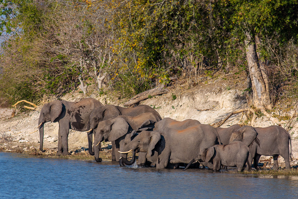 loxodonta-africana-botswana.jpg