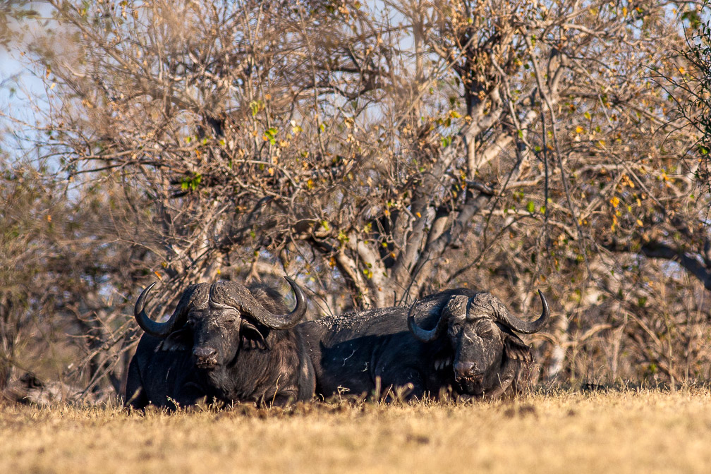 syncerus-caffer-botswana.jpg