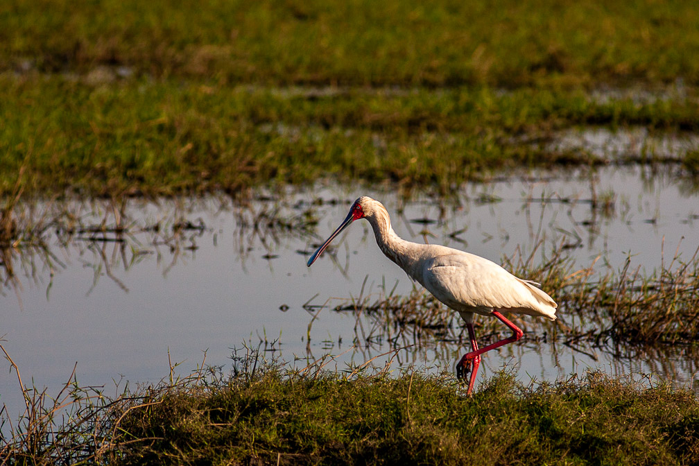 platalea-alba-botswana.jpg