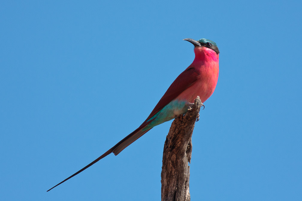 merops-nubicoides-botswana-2.jpg