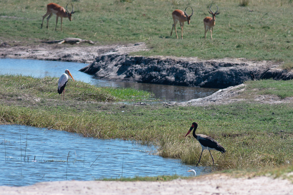 ephippiorhynchus-senegalensis-botswana.jpg