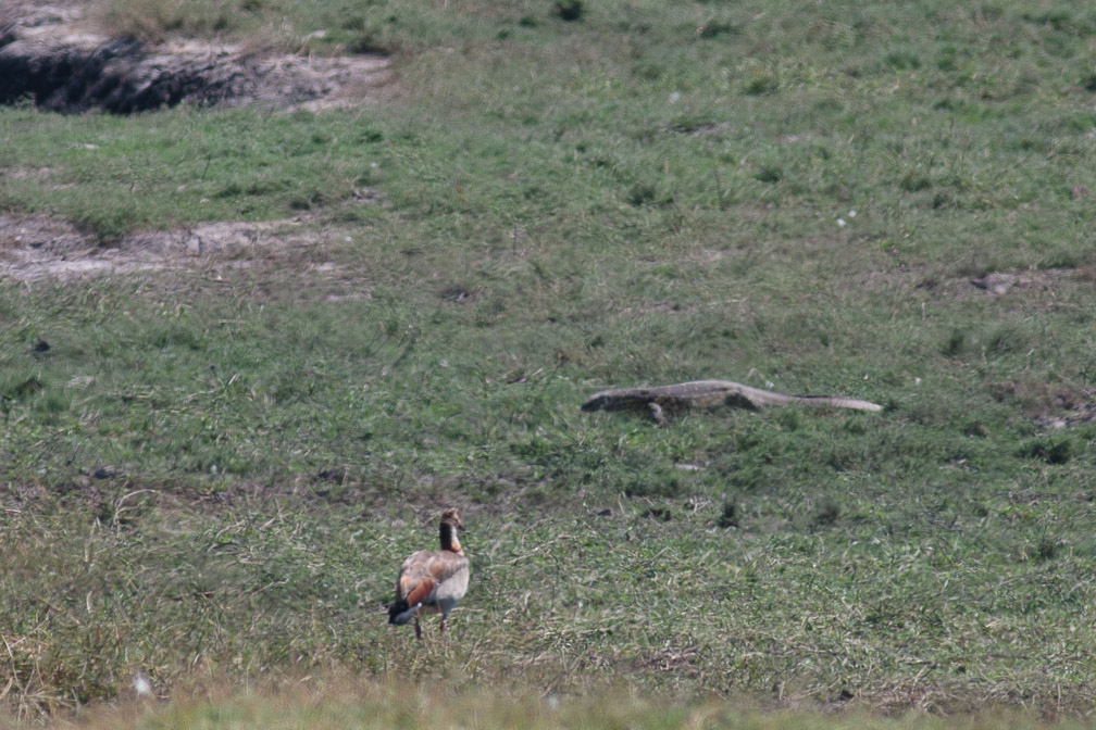 varanus-niloticus-botswana.jpg