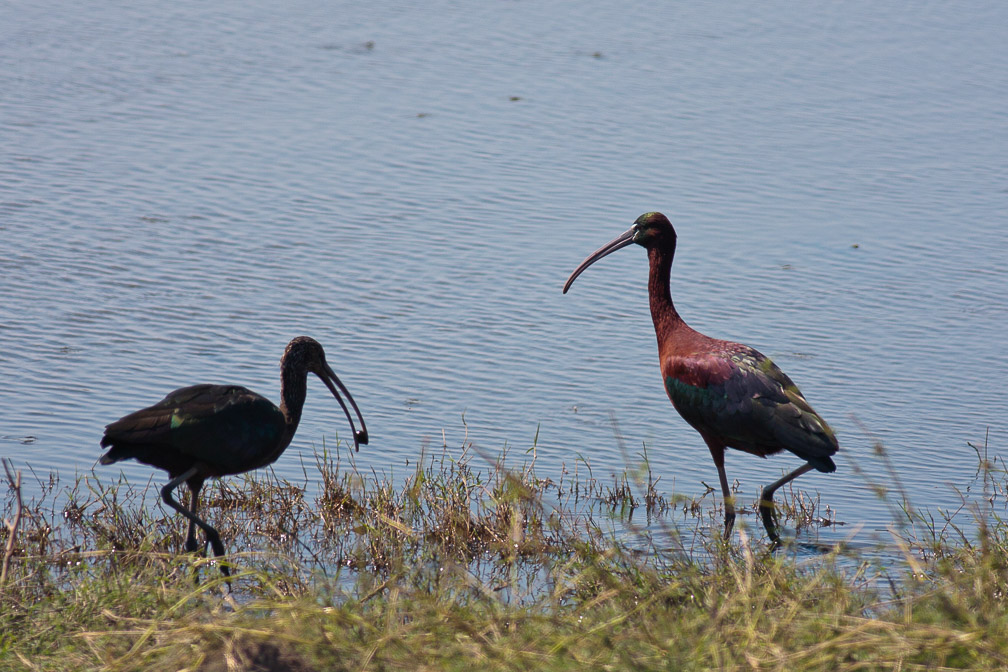 plegadis-falcinellus-botswana.jpg