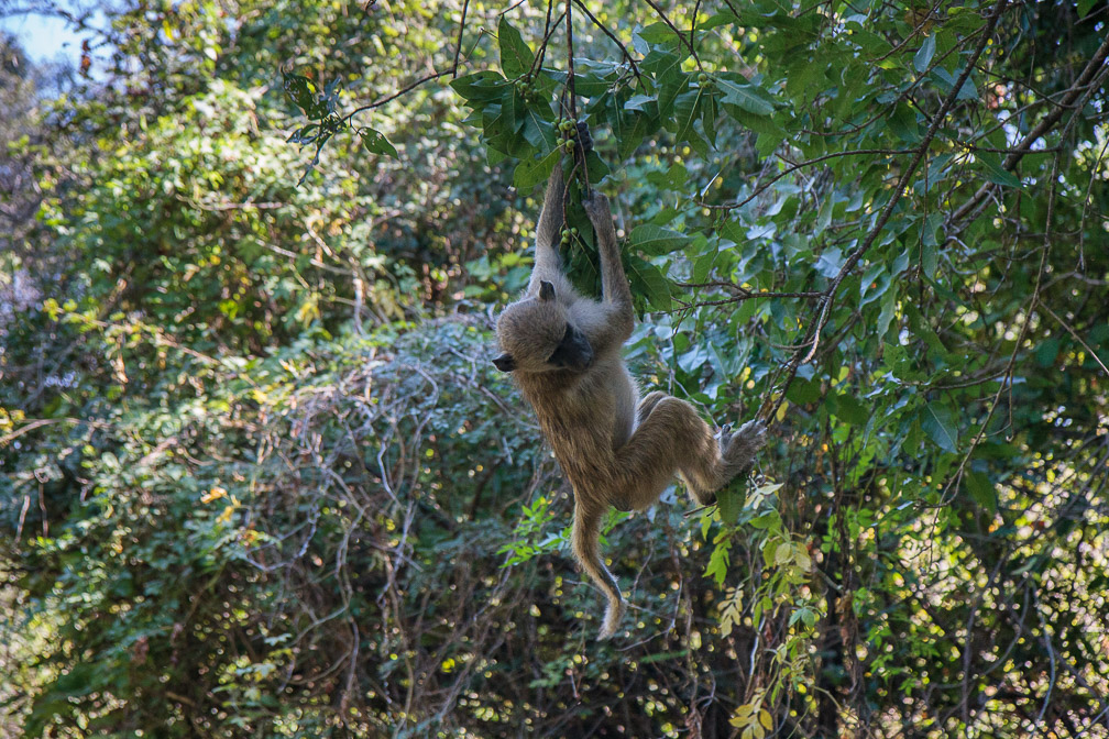 papio-cynocephalus-zimbabwe.jpg