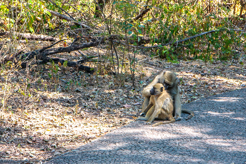 papio-cynocephalus-zimbabwe-3.jpg