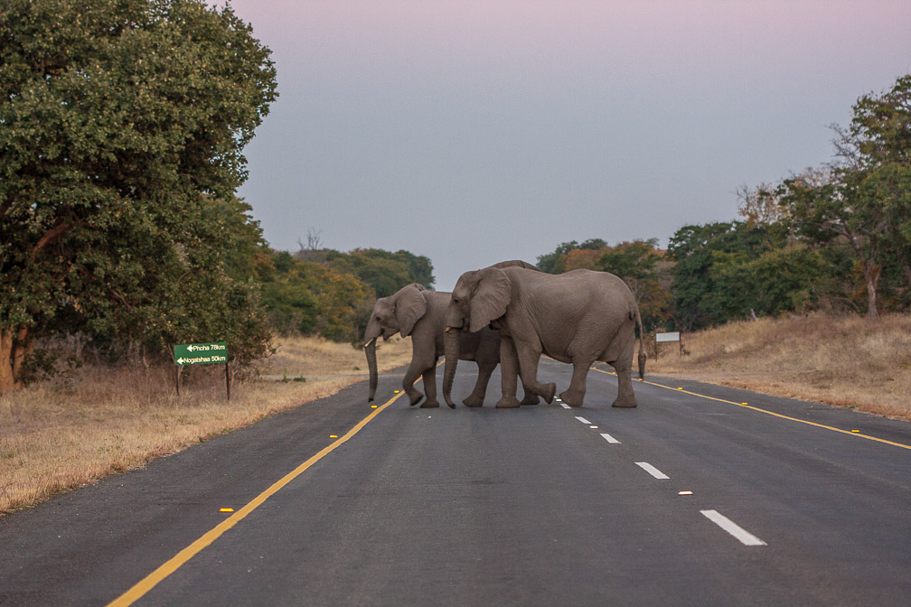 loxodonta-africana-botswana-7.jpg