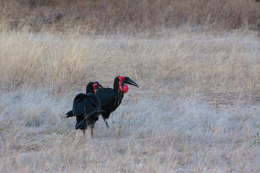 bucorvus-leadbeateri-botswana-2.jpg