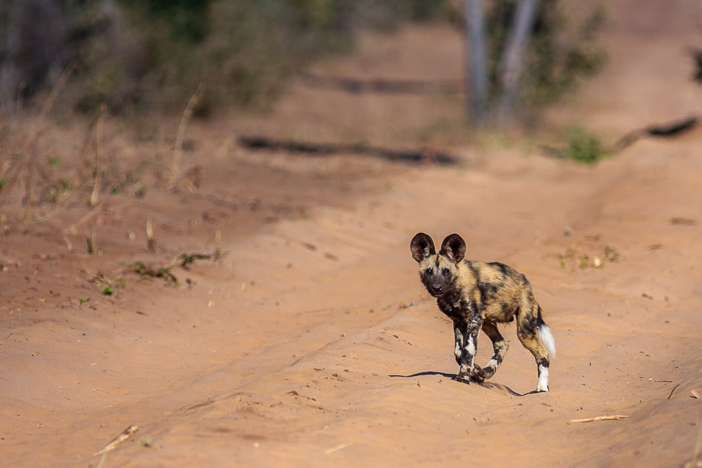 lycaon-pictus-botswana.jpg