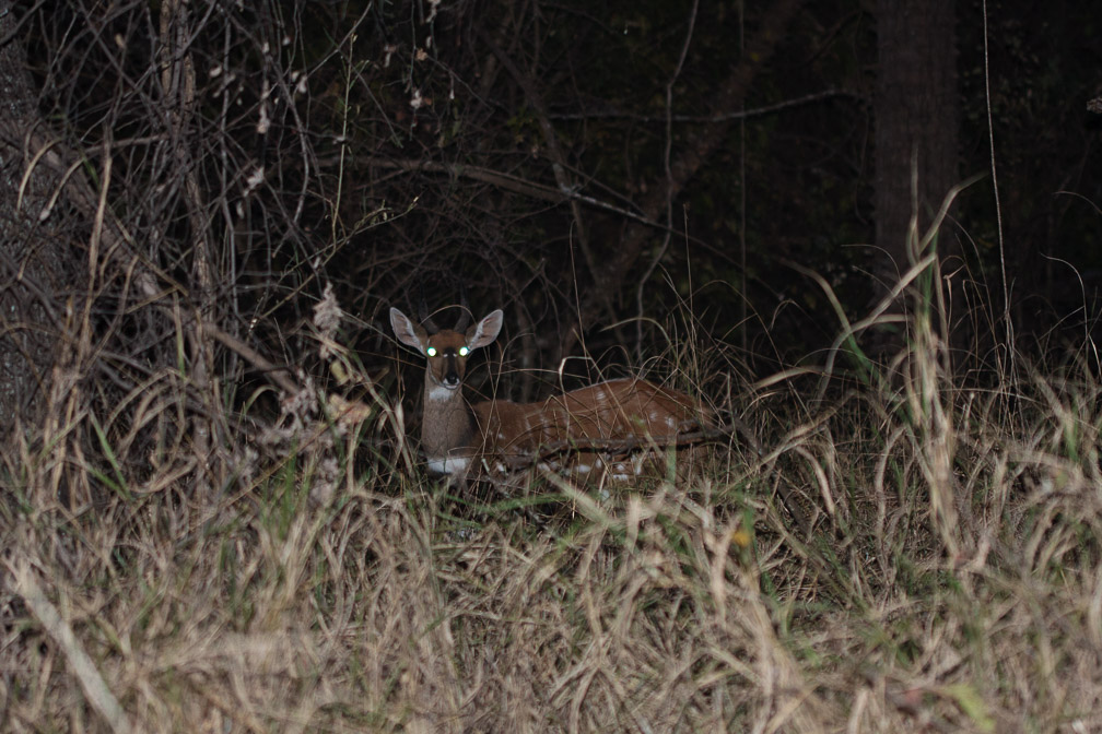 tragelaphus-scriptus-botswana-2.jpg