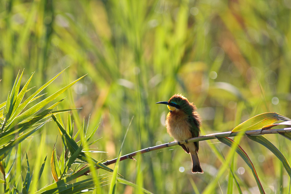 merops-pusillus-botswana.jpg