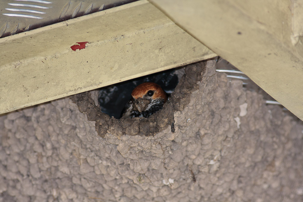 hirundo-abyssinica-botswana.jpg