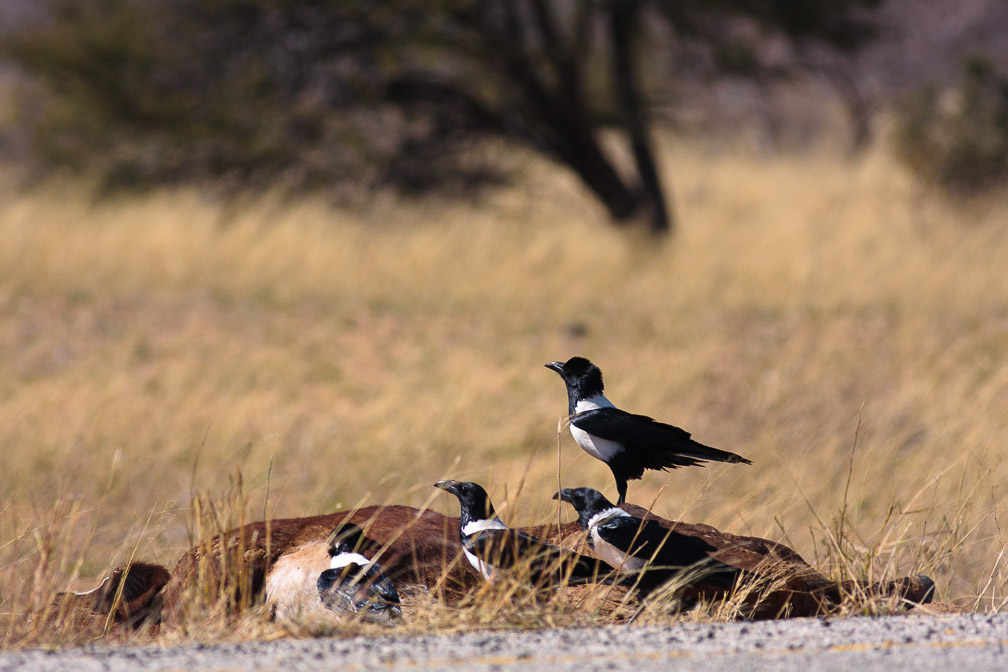 corvus-albus-botswana.jpg