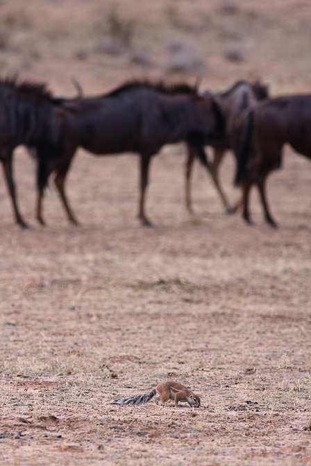 sciurus-inauris-botswana.jpg