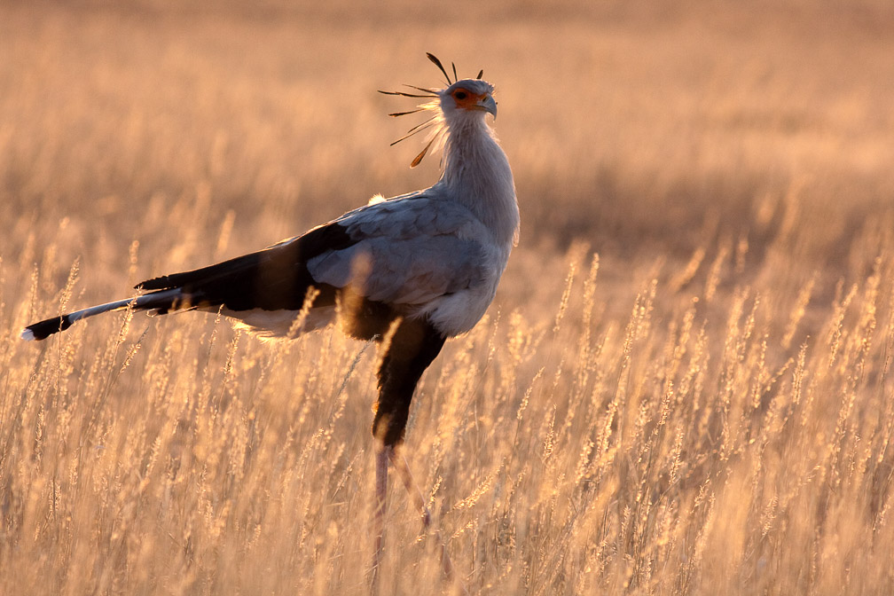 sagittarius-serpentarius-botswana-2.jpg