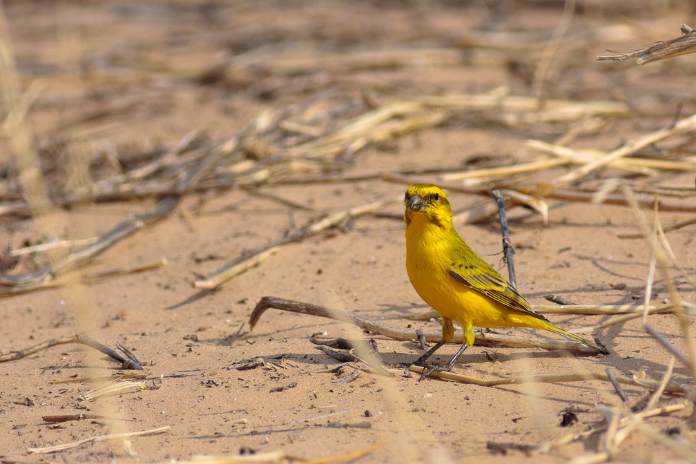 serinus-flaviventris-botswana.jpg