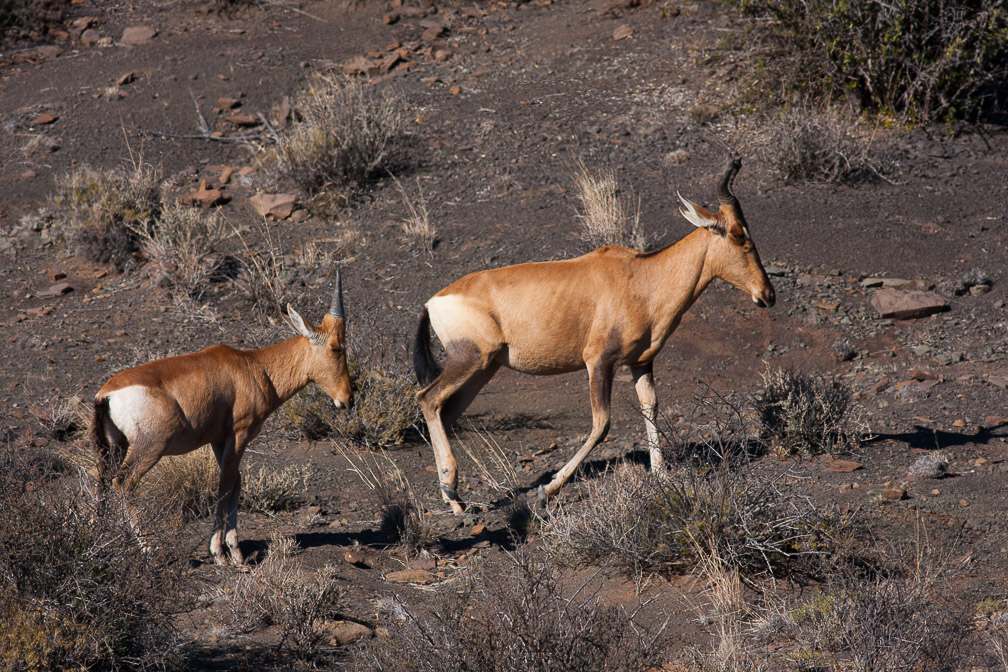 alcelaphus-buselaphus-south-africa.jpg