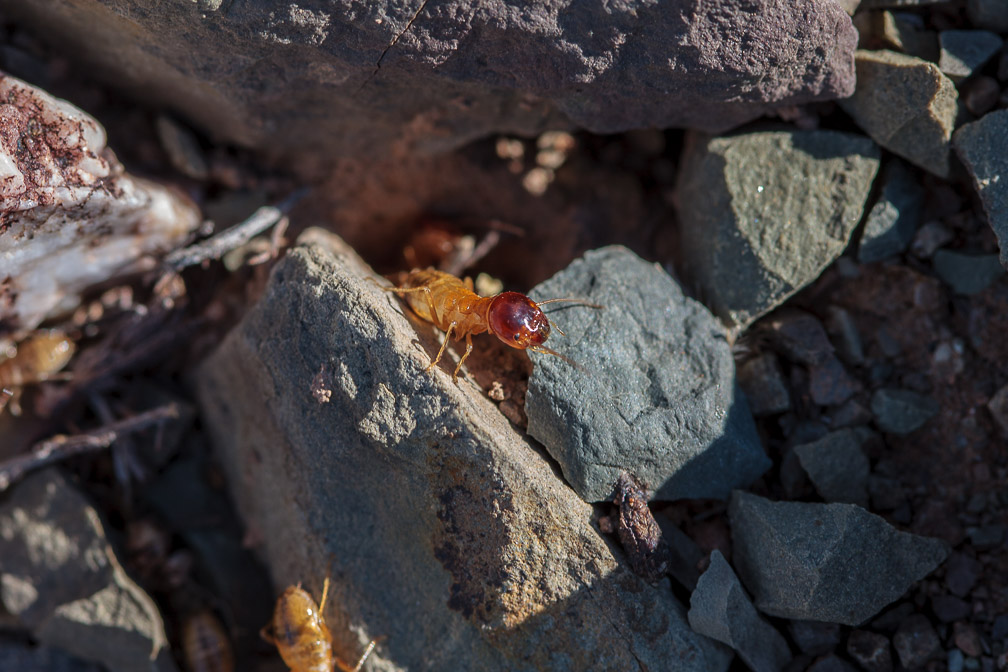 termite-south-africa.jpg