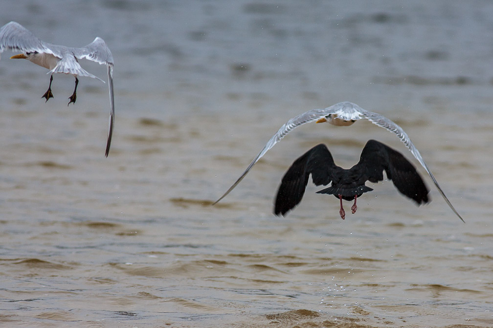 haematopus-moquini-south-africa-2.jpg