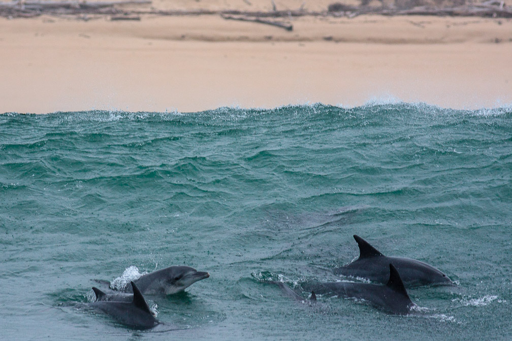 tursiops-south-africa.jpg