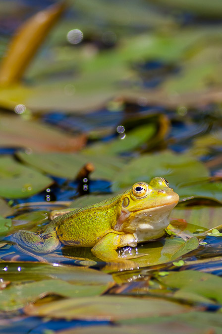 rana-esculenta-switzerland.jpg