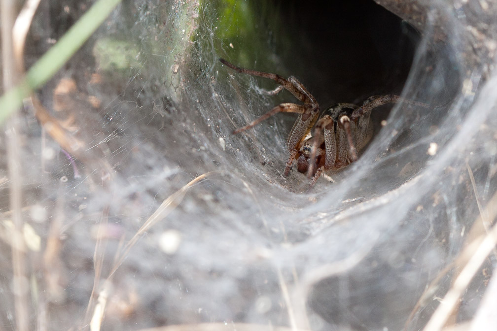 agelena-labyrinthica-france.jpg