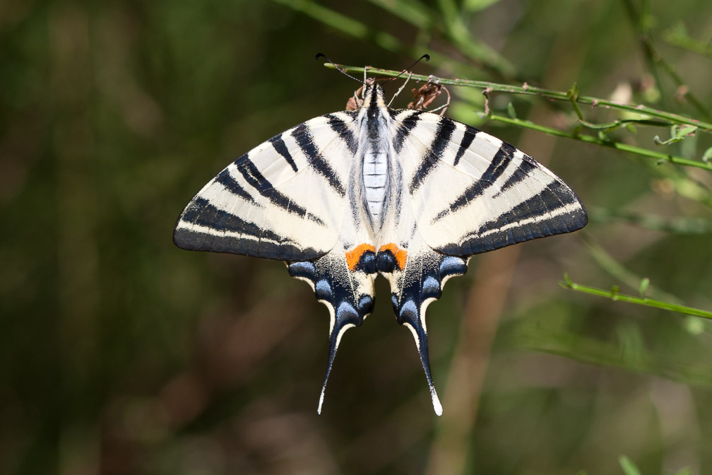 iphiclides-podalirius-france.jpg