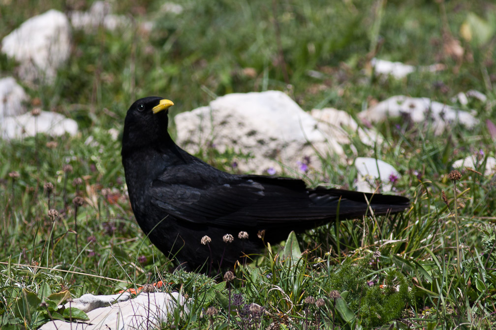 pyrrhocorax-graculus-france.jpg