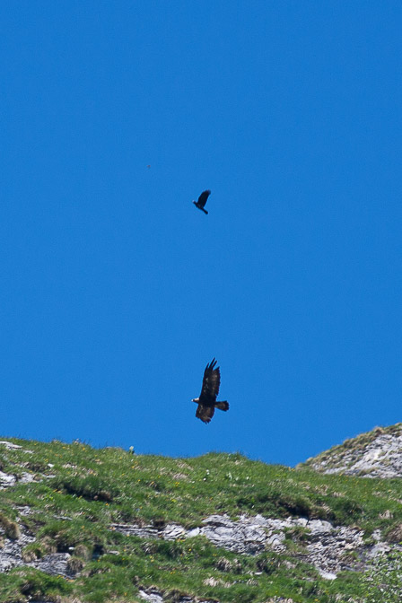 aquila-chrysaetos-switzerland.jpg