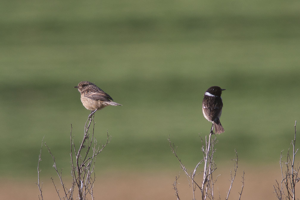 saxicola-torquata-switzerland.jpg