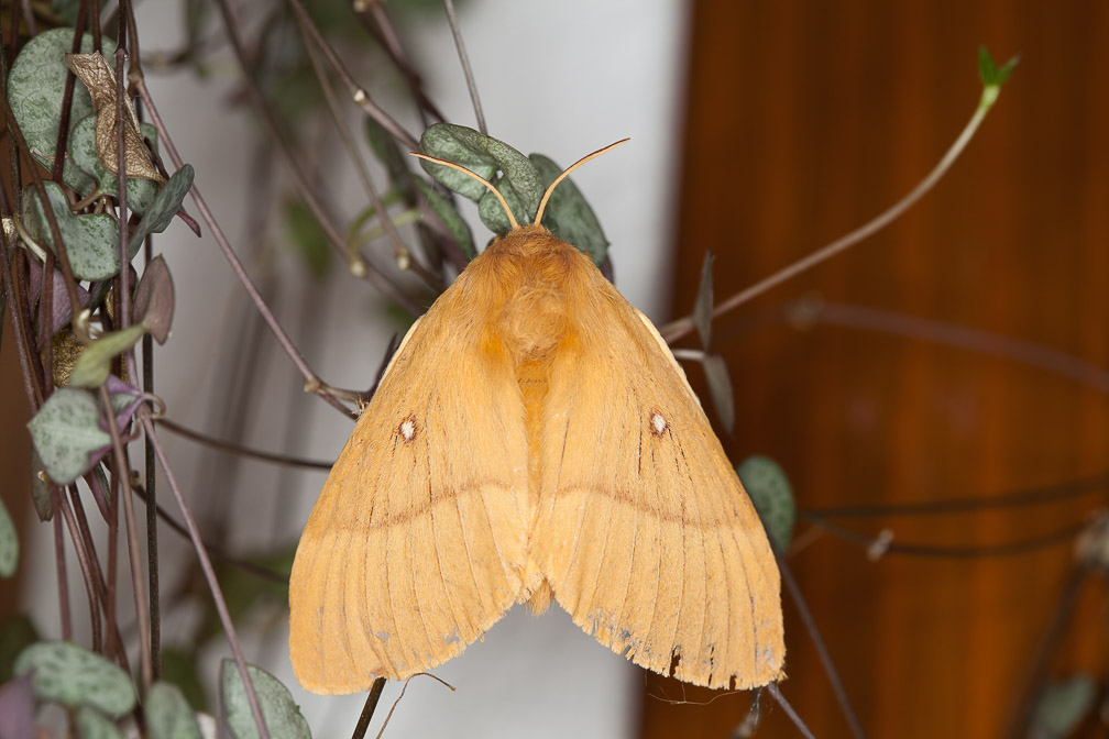 lepidoptera-sp-switzerland.jpg