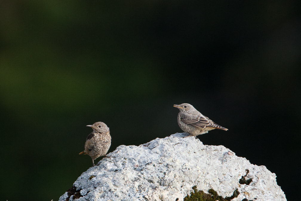 monticola-saxatilis-switzerland.jpg