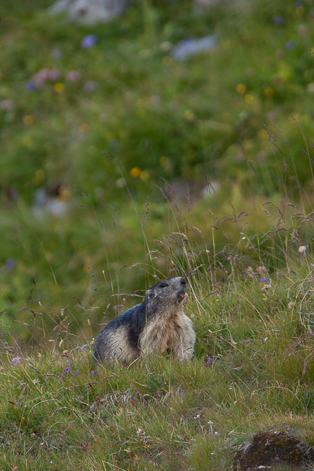 marmota-marmota-switzerland-3.jpg