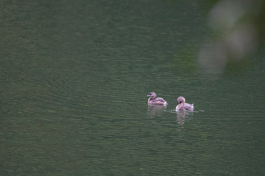 podilymbus-podiceps-guadeloupe.jpg