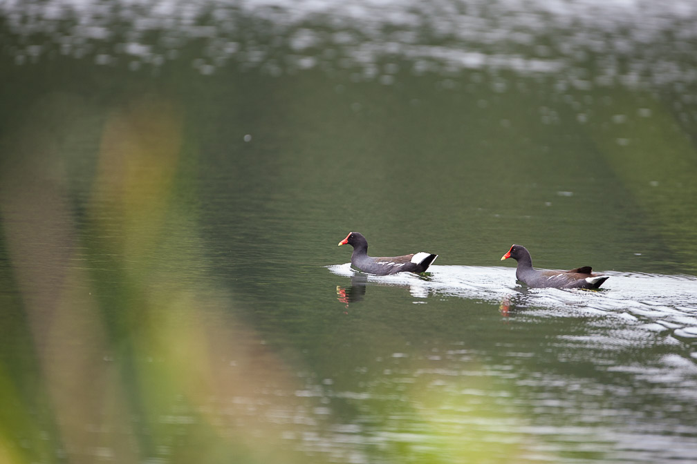 gallinula-chloropus-guadeloupe.jpg