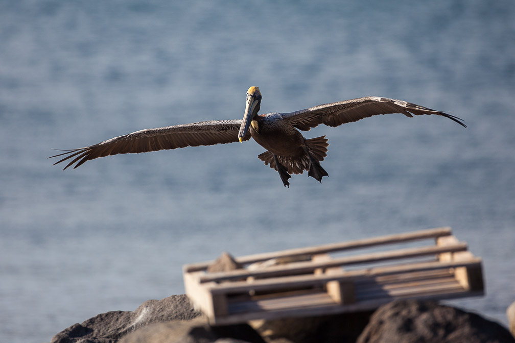 pelecanus-occidentalis-guadeloupe.jpg