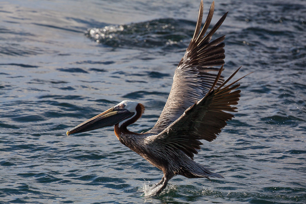 pelecanus-occidentalis-guadeloupe-3.jpg