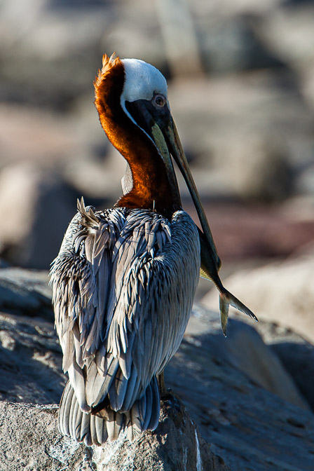 pelecanus-occidentalis-guadeloupe-5.jpg