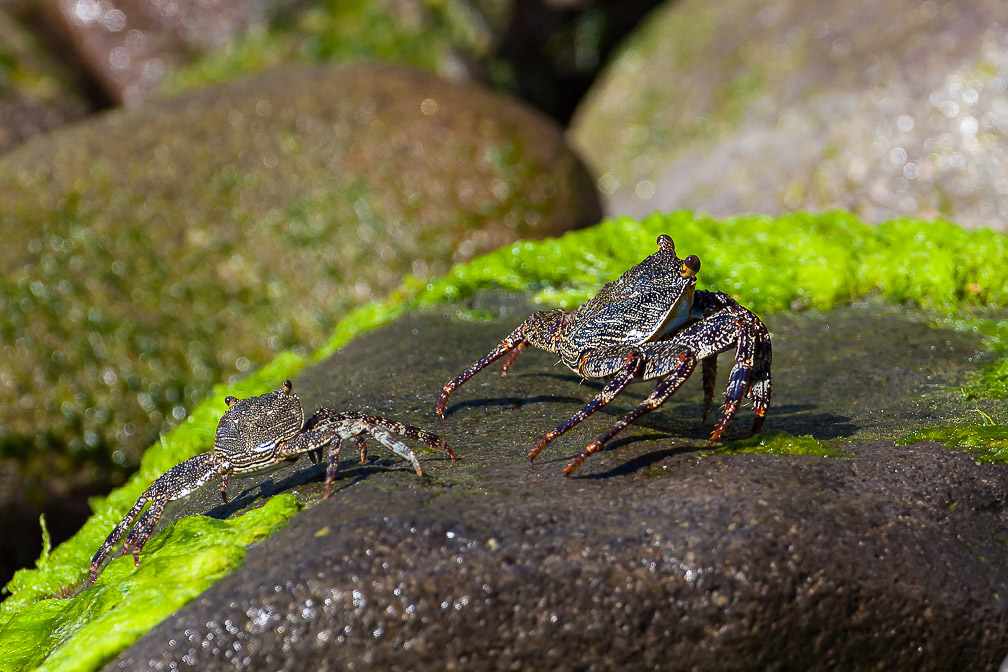 crabe-sp-guadeloupe.jpg