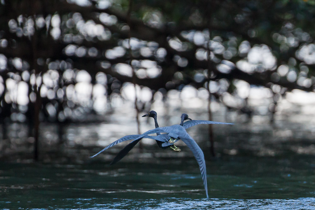 egretta-caerulea-guadeloupe-3.jpg