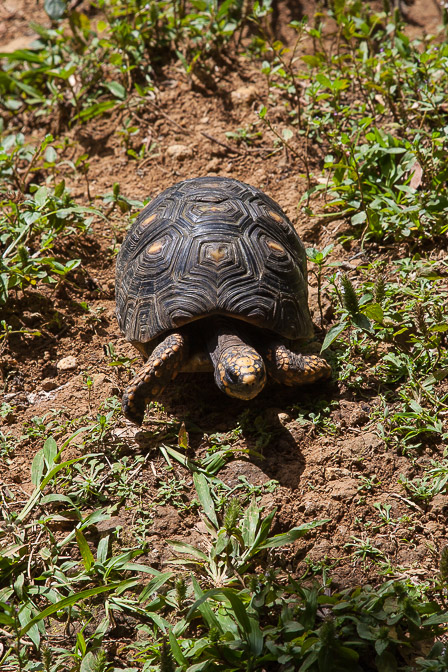 chelonoidis-carbonaria-guadeloupe.jpg