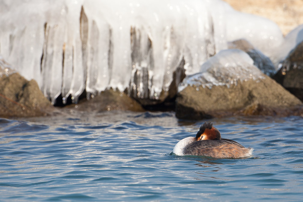 podiceps-cristatus-switzerland-3.jpg