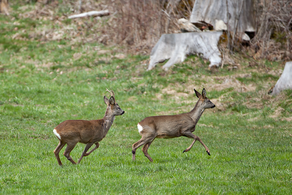 capreolus-capreolus-switzerland-2.jpg