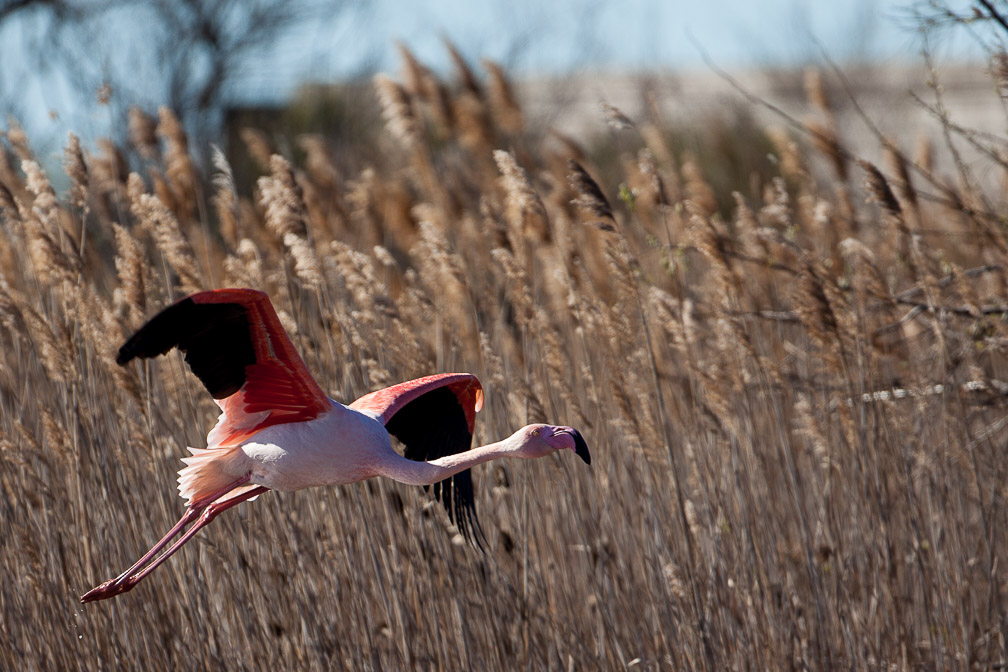 phoenicopterus-ruber-france-3.jpg