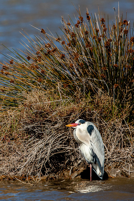 ardea-cinerea-france.jpg